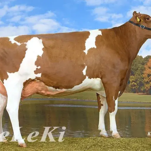 Starkuh SF / SI 2025